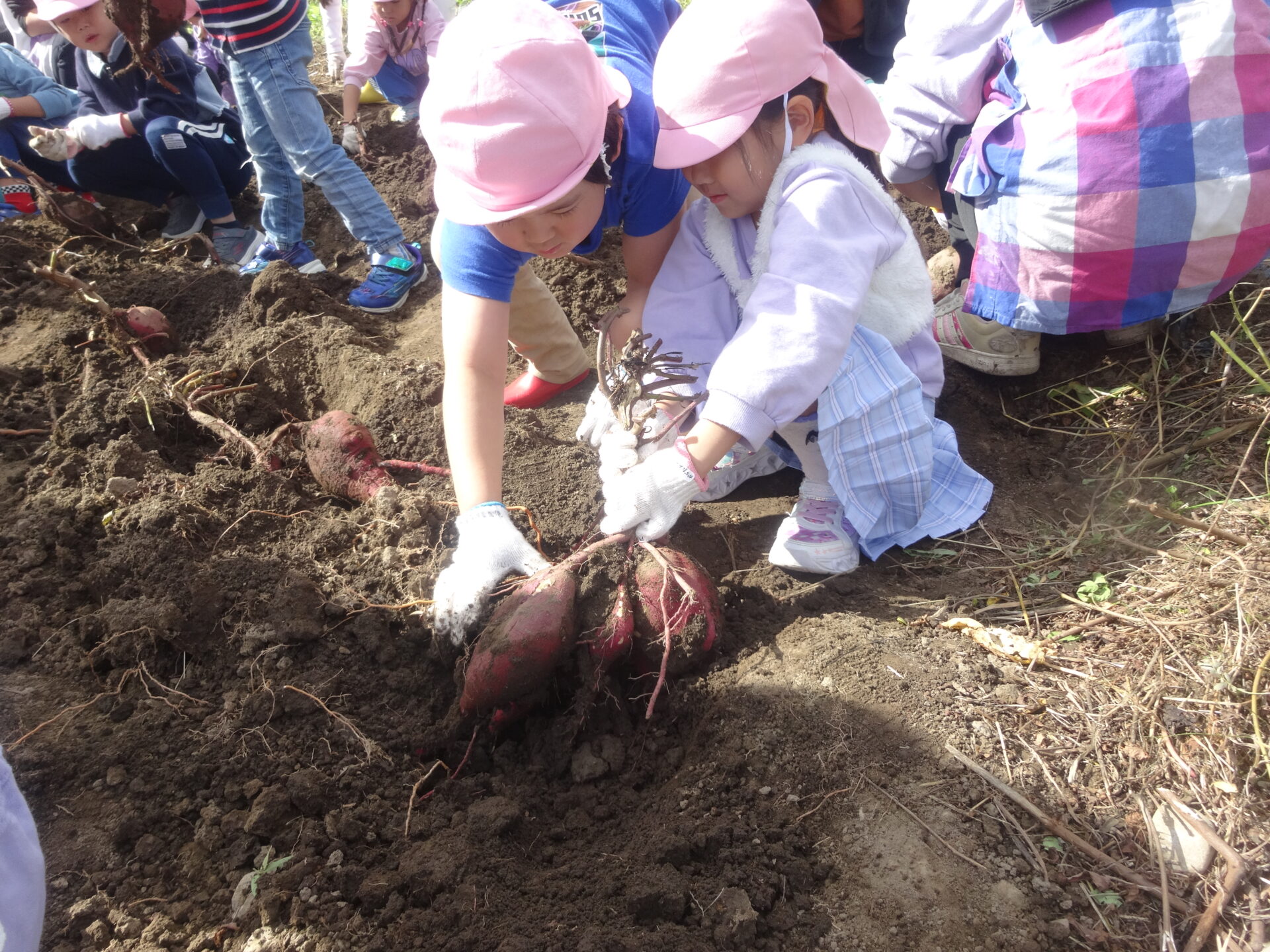 さつま芋掘り🥔