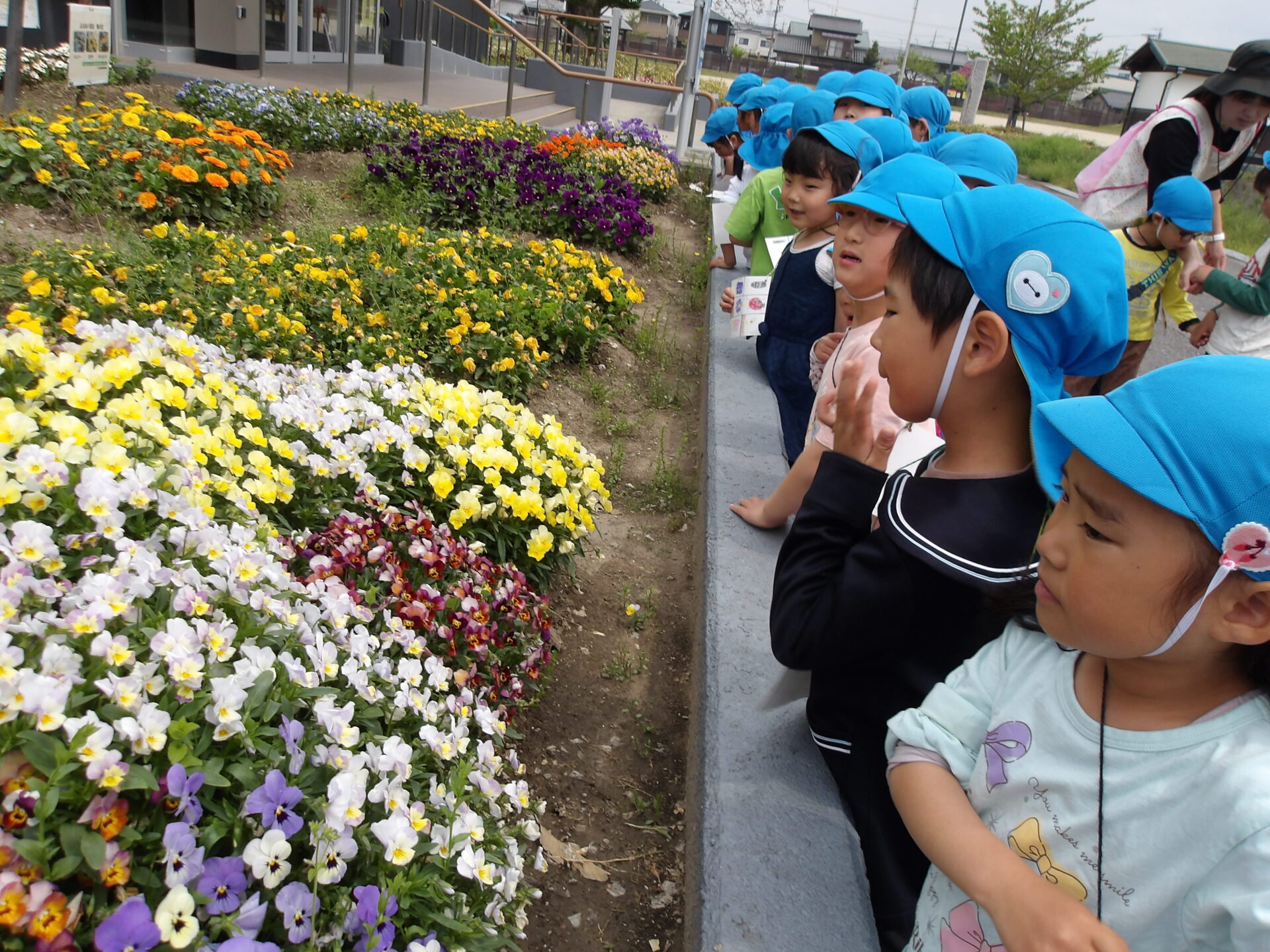 春見つけをしたよ🌷
