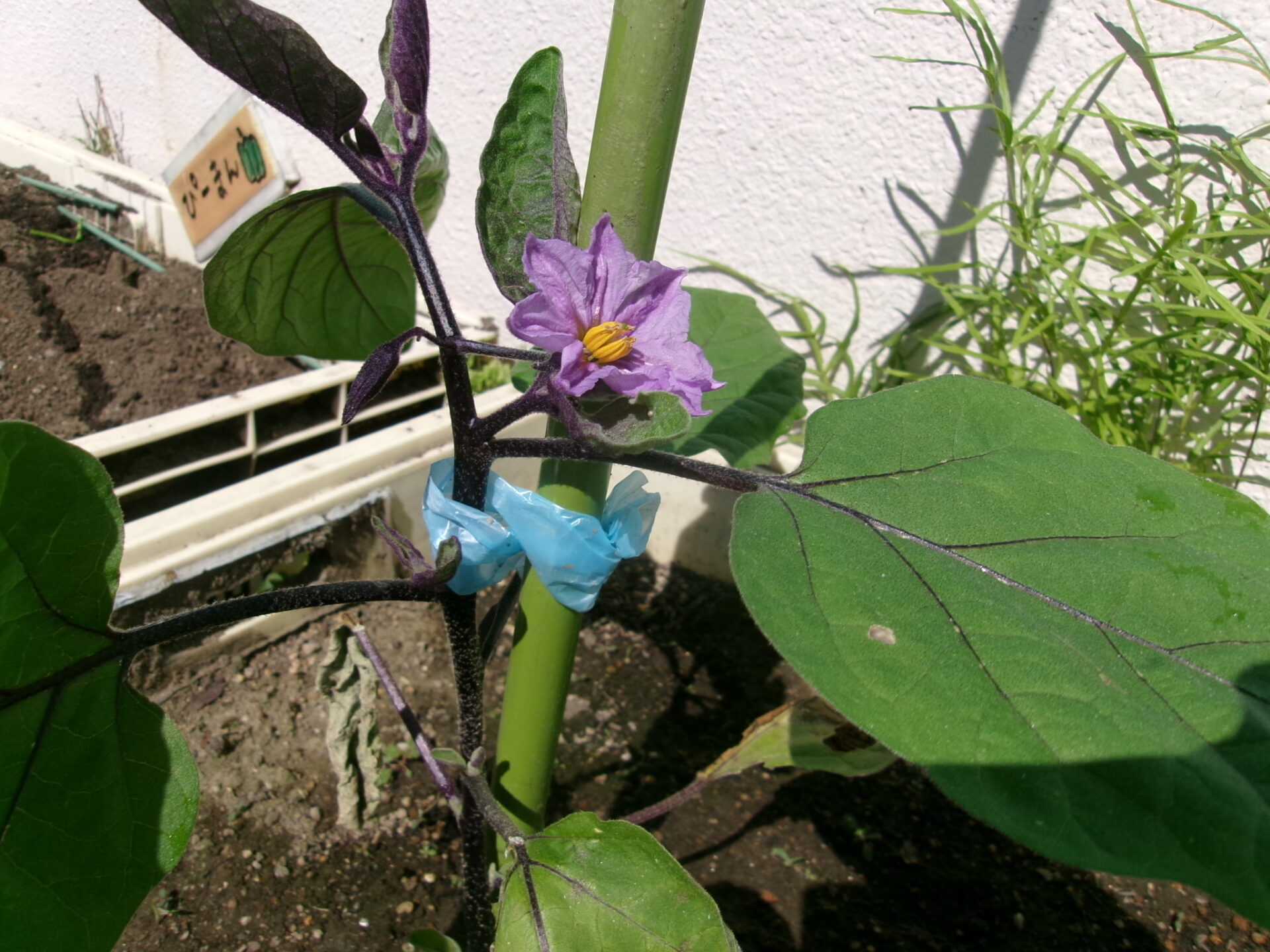 夏野菜の初収穫！